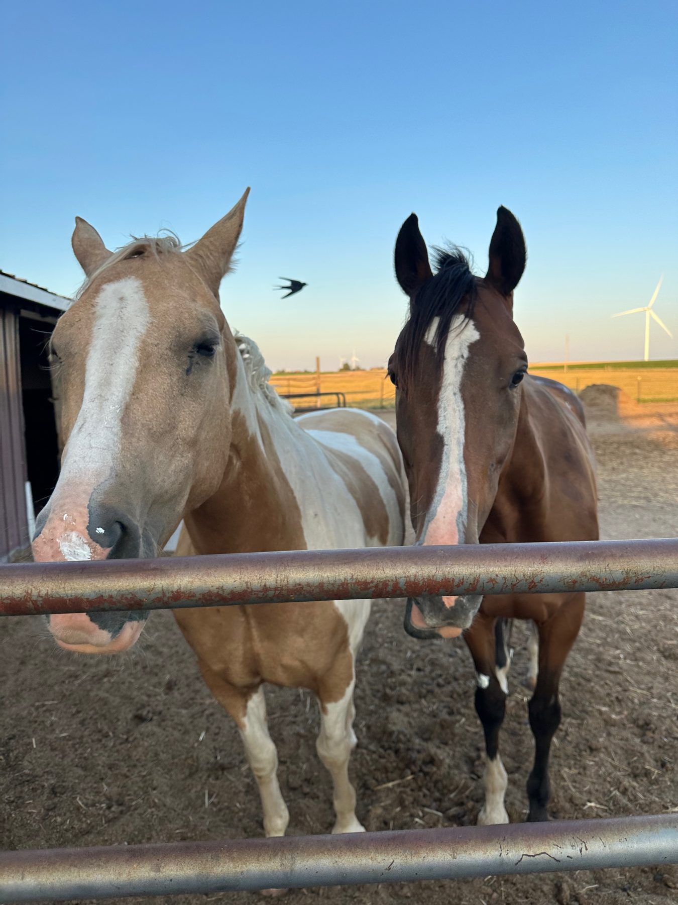 Marshall and Harvey at the gate