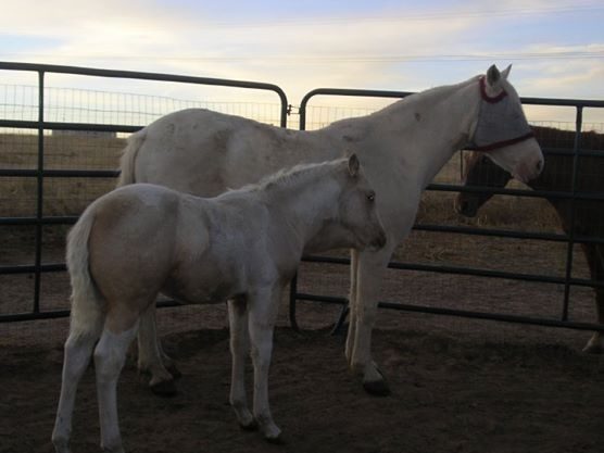 Marshall as a foal, with his dam Baby