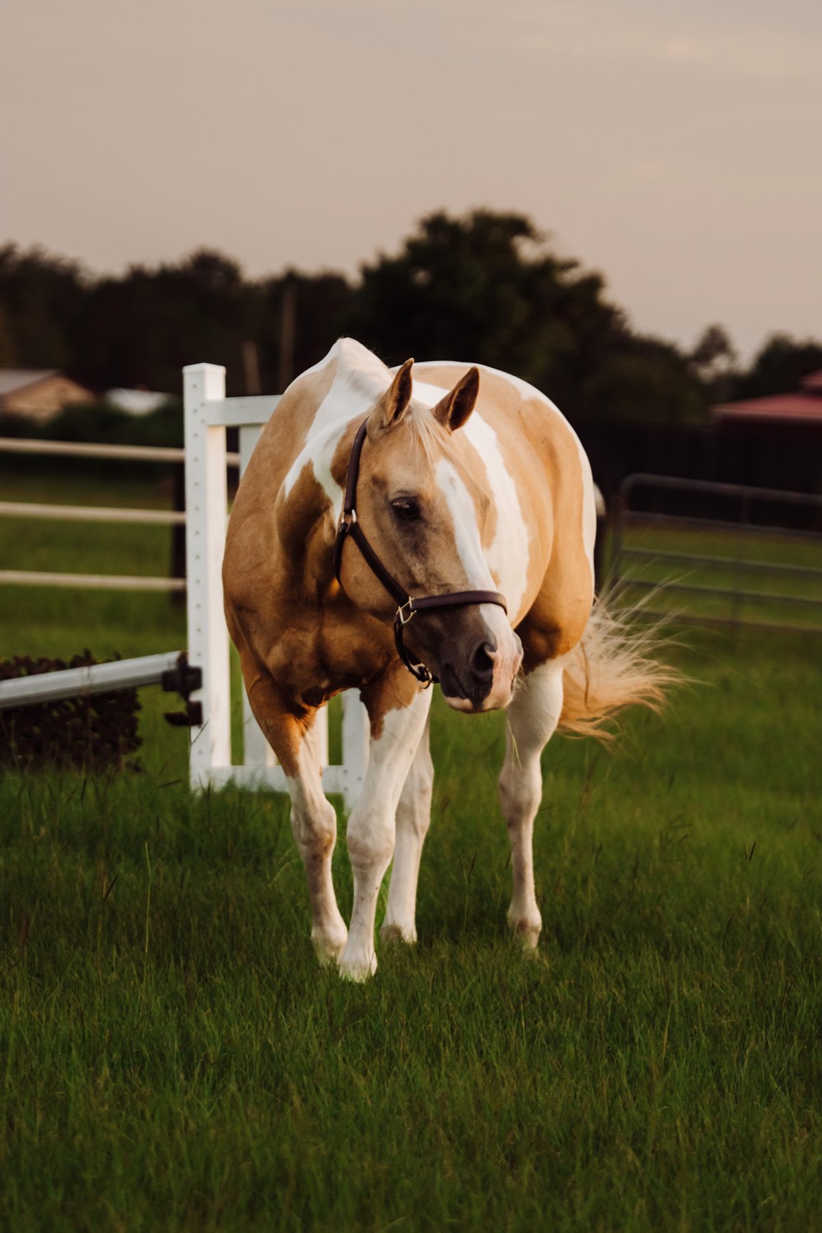 Marshall, palomino paint