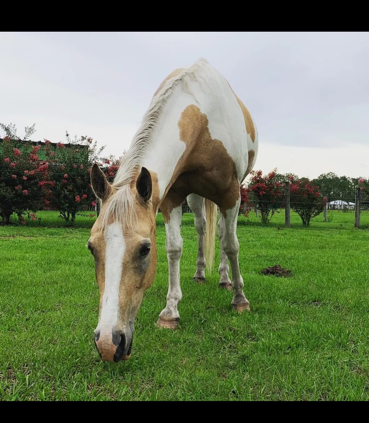 Marshall grazing